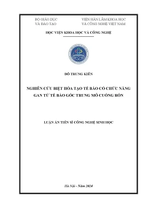 Nghiên cứu tế bào gốc trung mô cuống rốn tạo tế bào gan