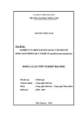 Nghiên cứu biến nạp gen ZmNAC vào dòng ngô thông qua