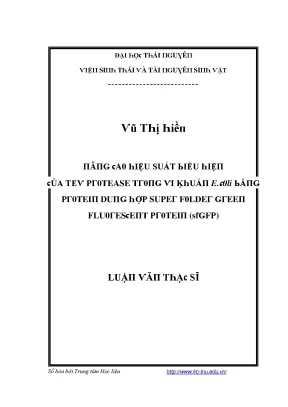 Nâng cao hiệu suất biểu hiện của TEV Protease trong