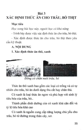Hướng Dẫn Nuôi Trâu Bò Thịt: Xác Định Thức Ăn và Phòng