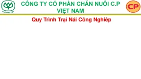 Hướng Dẫn Quy Trình Chăn Nuôi Heo Nái Hiệu Quả
