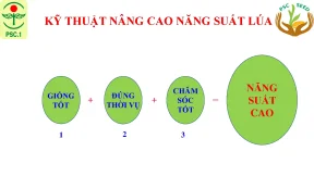 Kỹ Thuật Tăng Năng Suất Lúa Hiệu Quả
