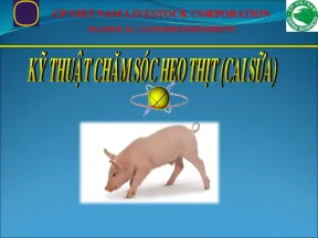 Hướng Dẫn Quy Trình Chăn Nuôi Heo Cai Thịt Hiệu Quả