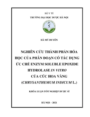 Cúc hoa vàng: Hoạt chất ức chế enzyme sEH và công dụng